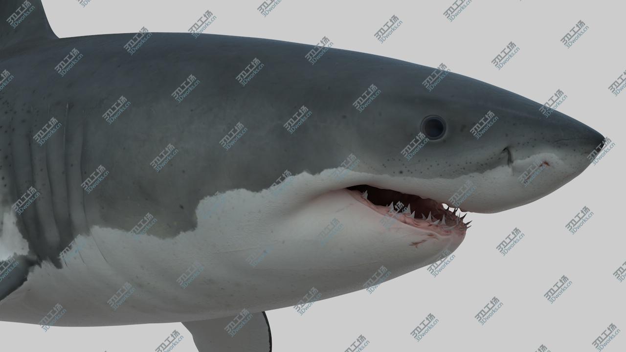 images/goods_img/2021040232/great white shark .OBJ/2.jpg